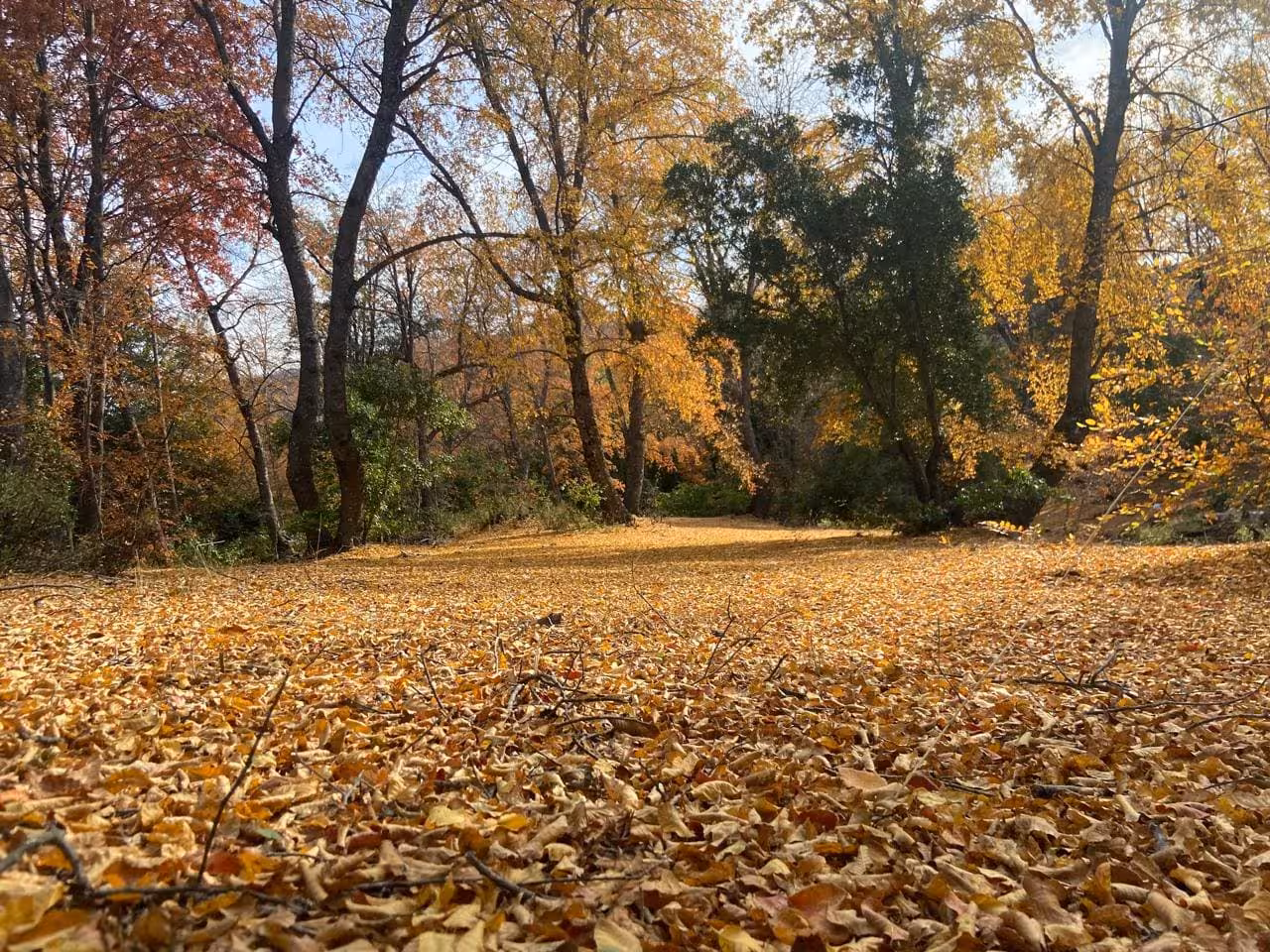 casa en medio del Bosque